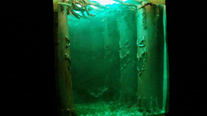 Custom glass installation featuring a unique aquatic design with tempered glass elements