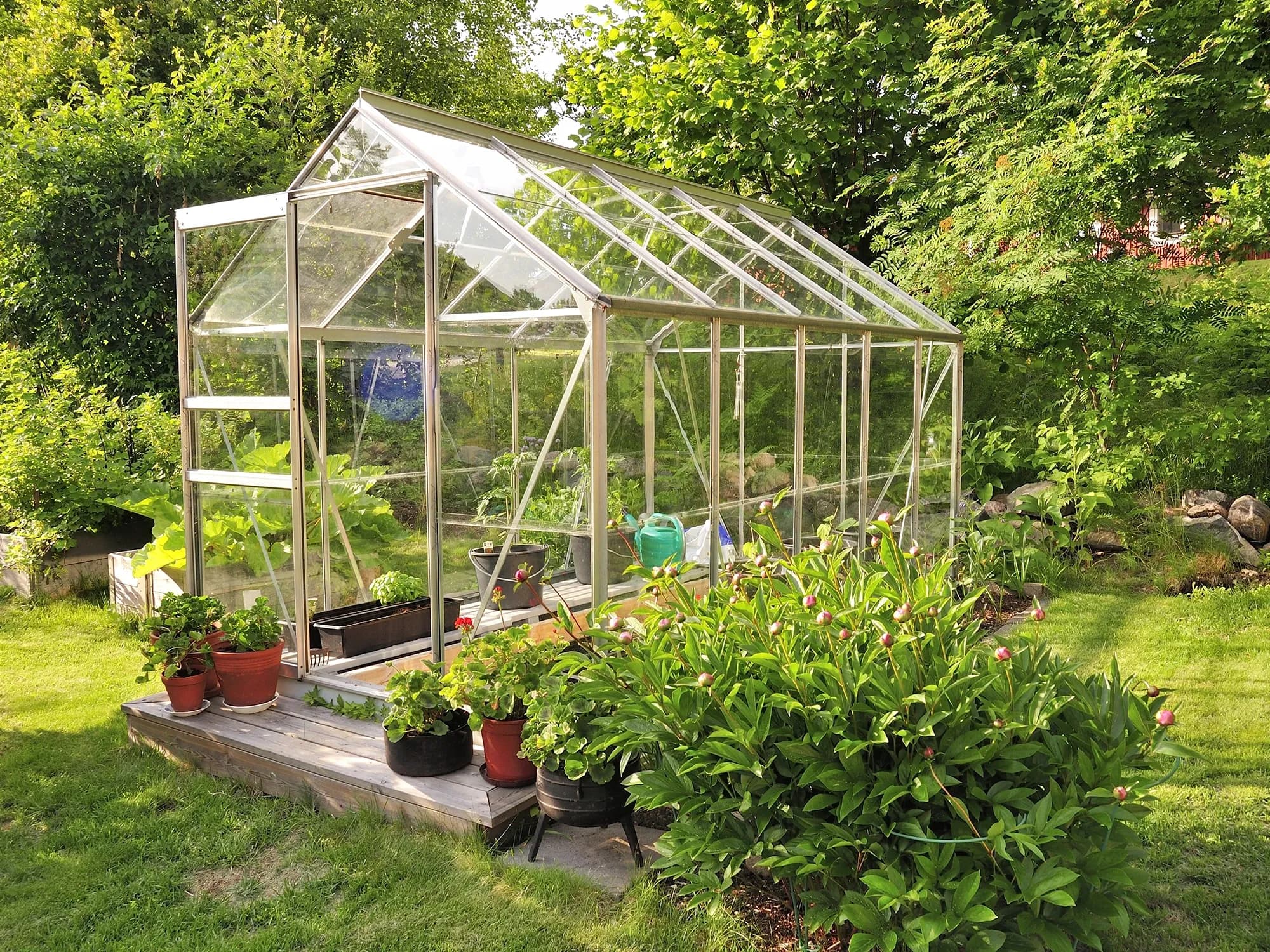 A backyard DIY greenhouse built with an aluminum frame and clear plexiglass panels, surrounded by a lush garden.