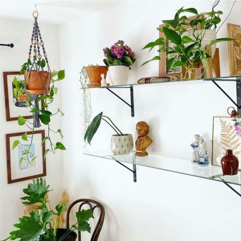Modern interior featuring custom glass shelves displaying potted plants and decorative items, highlighting the elegance of tempered glass and beveled glass edges.